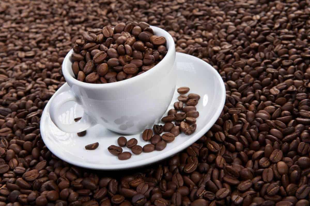 Caffeine (Coffee beans)